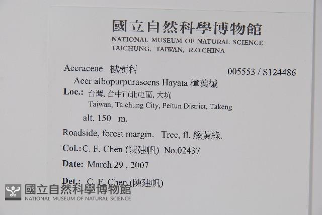 樟葉槭, 飛蛾子樹藏品圖，第5張