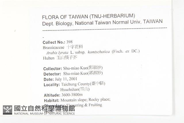 玉山筷子芥藏品圖，第2張