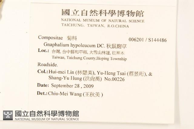 秋鼠麴草藏品圖，第2張