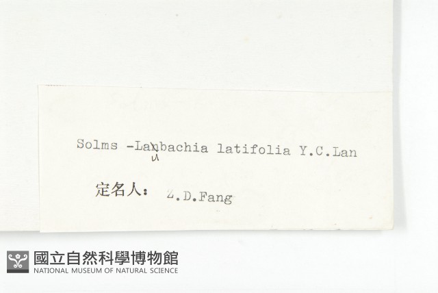 寬葉萊菔藏品圖，第2張