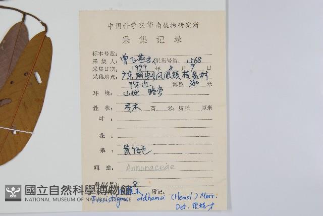 瓜馥木藏品圖，第2張