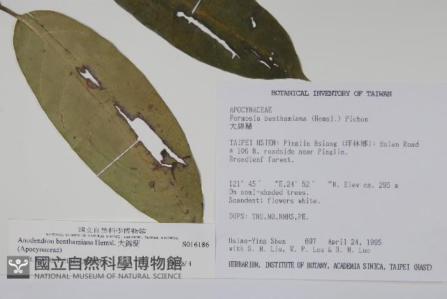 大錦蘭藏品圖，第2張