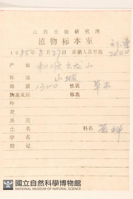 大丁草藏品圖，第2張