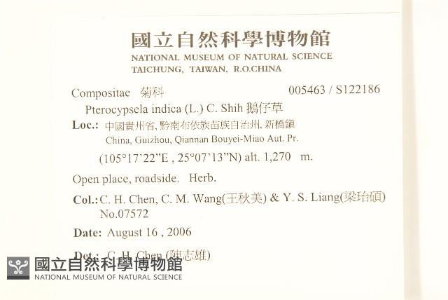 鵝仔草藏品圖，第2張