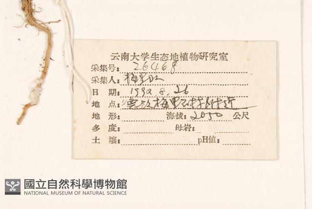 細葉剪刀股藏品圖，第2張