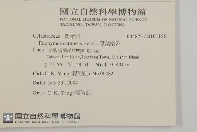 厚葉衛矛, 源一木藏品圖，第2張
