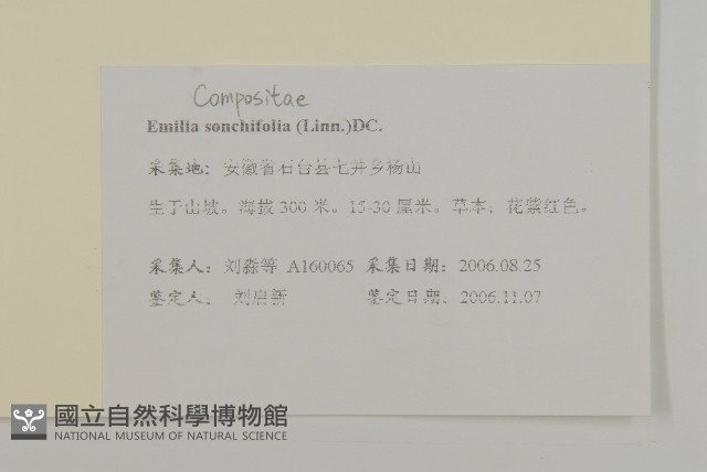 紫背草藏品圖，第2張