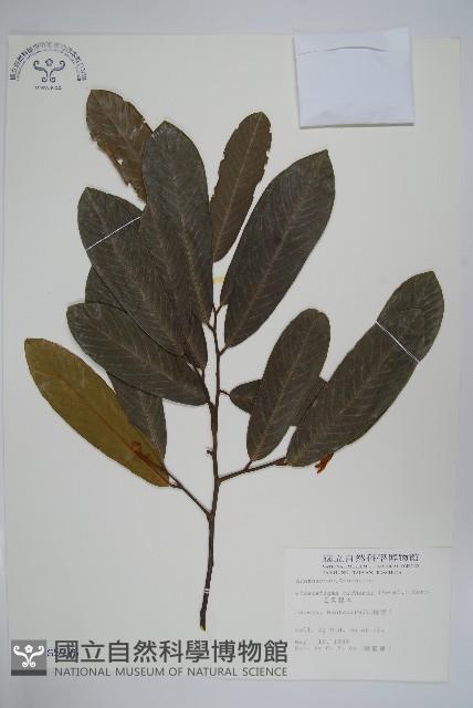 瓜馥木藏品圖，第1張