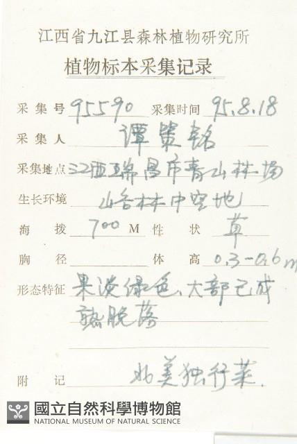 獨行菜藏品圖，第2張