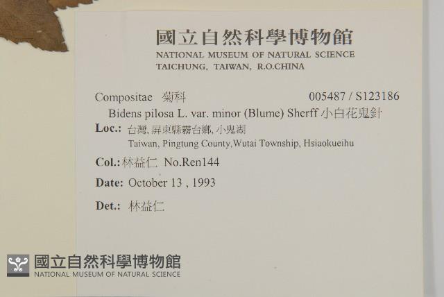 小白花鬼針藏品圖，第2張