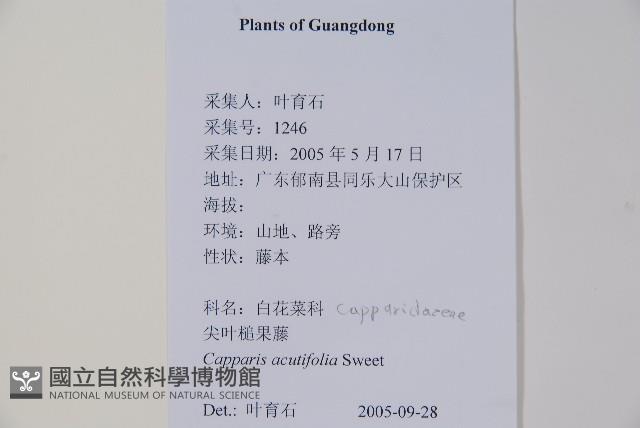 銳葉山柑藏品圖，第2張