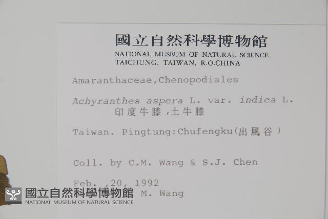 印度牛膝、土牛藤藏品圖，第2張