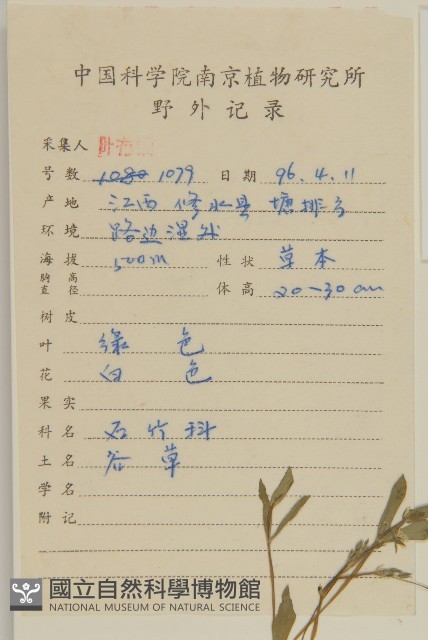雀舌草藏品圖，第2張