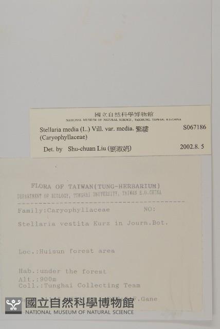 繁縷藏品圖，第2張