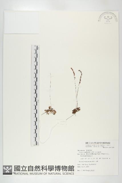 小毛氈苔藏品圖，第1張