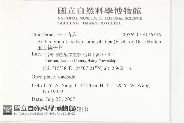 玉山筷子芥藏品圖，第2張