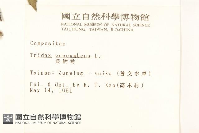 長柄菊藏品圖，第2張