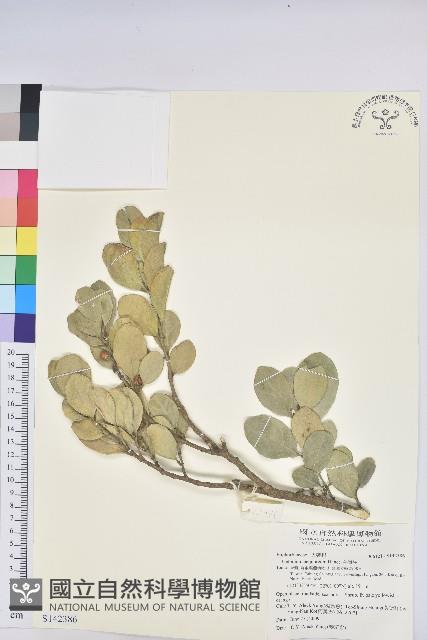 白樹仔藏品圖，第1張