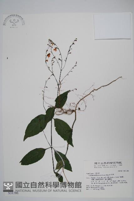 針刺草藏品圖，第1張