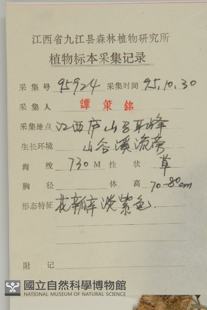 山白蘭藏品圖，第2張