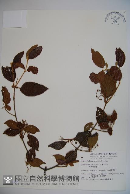 呂宋莢迷藏品圖，第1張