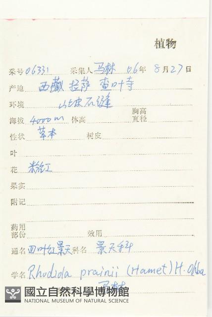 四葉紅景天藏品圖，第2張