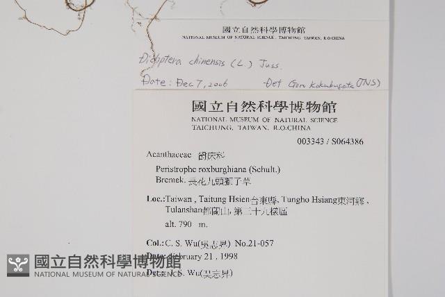 華九頭獅子草藏品圖，第2張