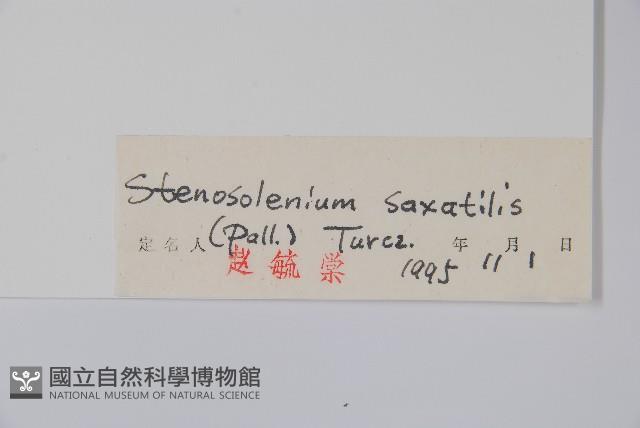 紫筒草藏品圖，第2張