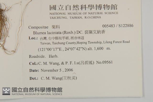 裂葉艾納香藏品圖，第2張