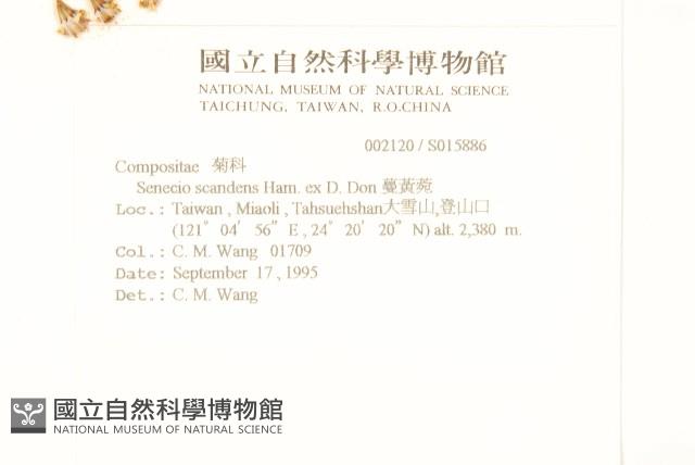 蔓黃菀藏品圖，第2張