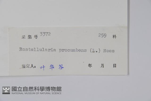 爵床、六角英藏品圖，第2張