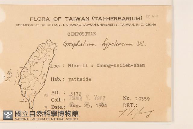 秋鼠麴草藏品圖，第2張