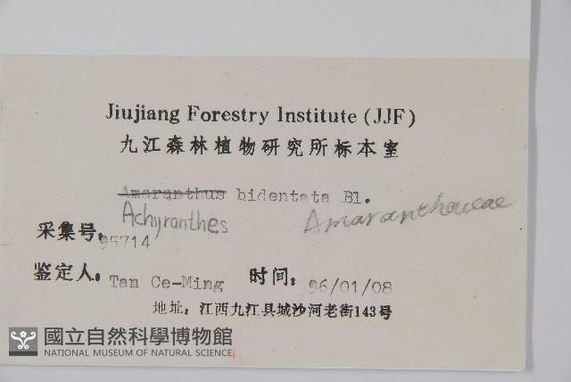 牛膝藏品圖，第2張