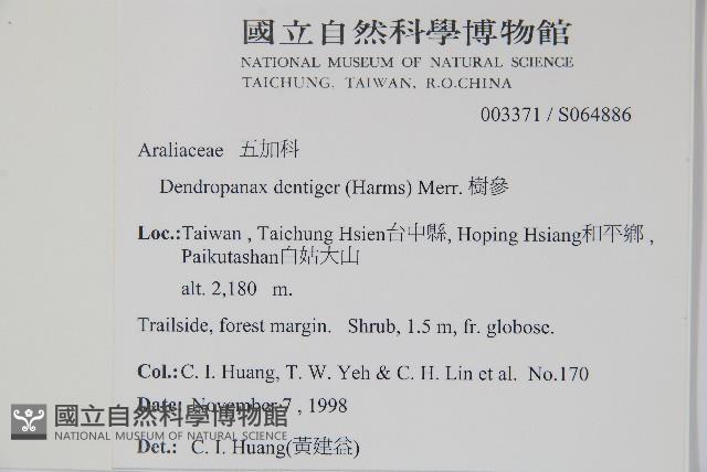 臺灣樹參藏品圖，第2張
