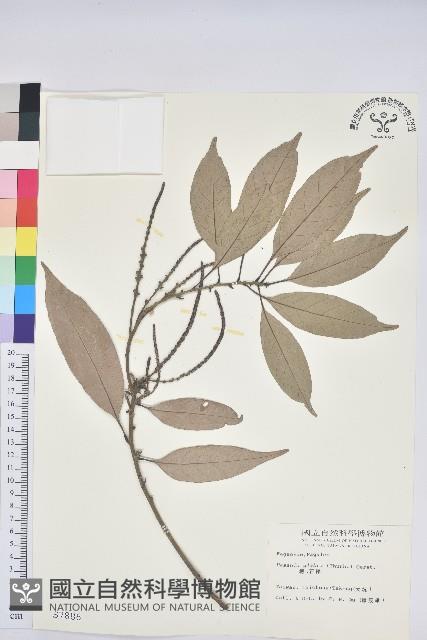 子彈石櫟、柯藏品圖，第1張