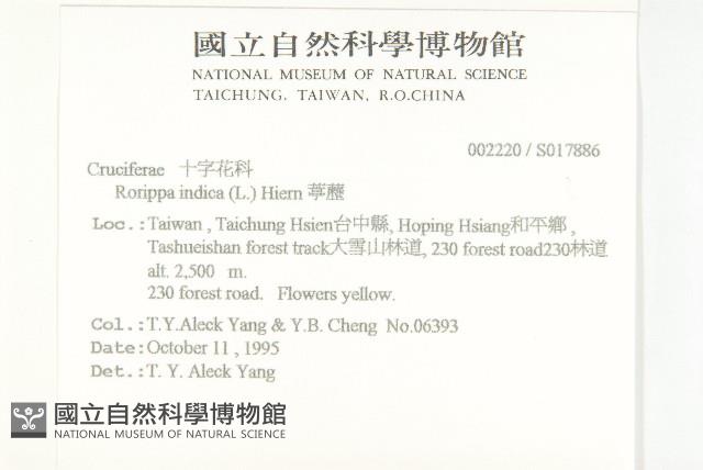 葶藶藏品圖，第2張