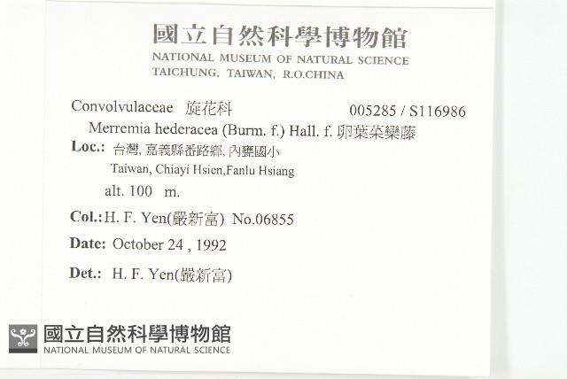 卵葉菜欒藤藏品圖，第2張