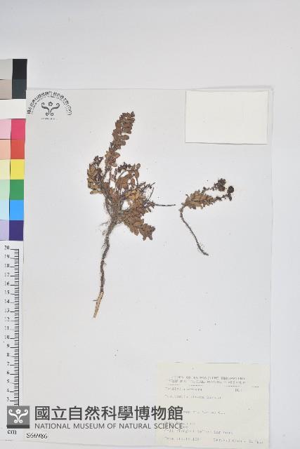 高山白珠樹藏品圖，第1張