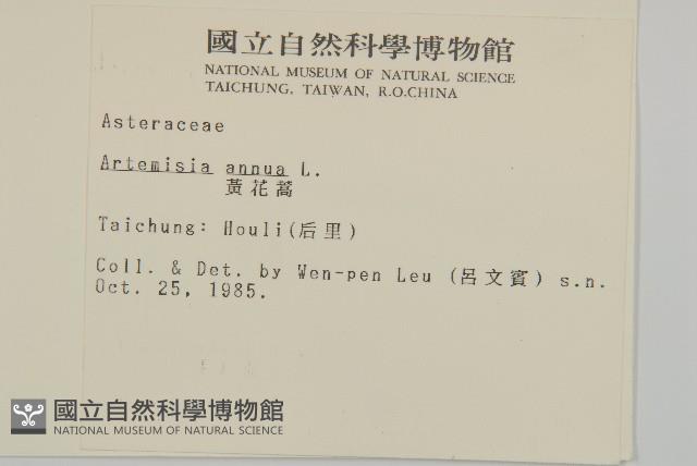 黃花蒿藏品圖，第2張