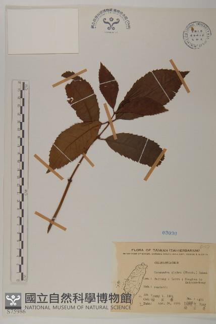 草珊瑚、紅果金粟蘭藏品圖，第1張