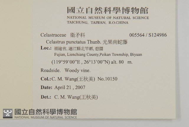 光果南蛇藤藏品圖，第2張