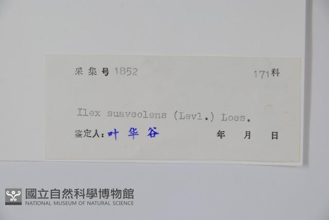 香冬青藏品圖，第2張