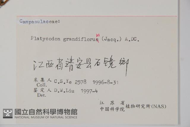 桔梗藏品圖，第2張