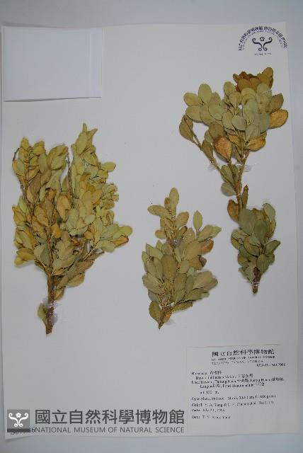 琉球黃楊藏品圖，第1張