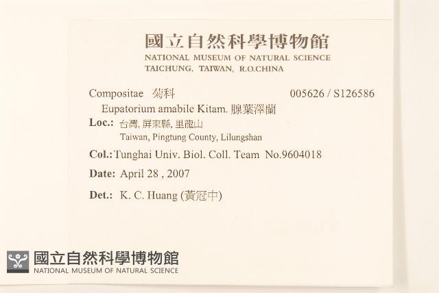 腺葉澤蘭藏品圖，第2張