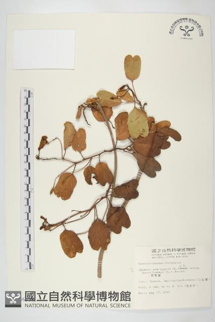 馬鞍藤藏品圖，第1張