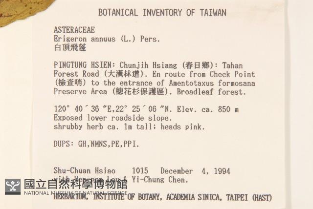 白頂飛蓬藏品圖，第2張