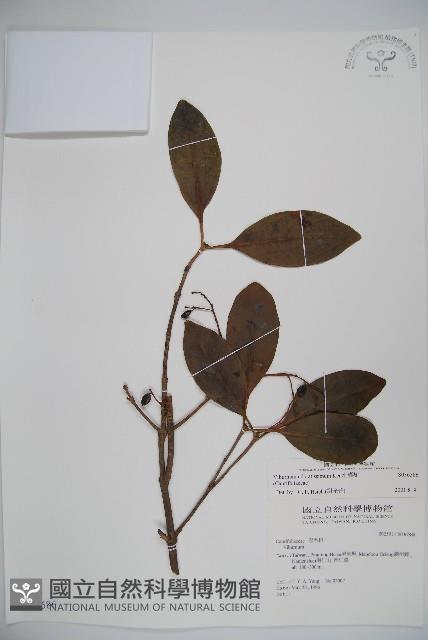 珊瑚樹藏品圖，第1張