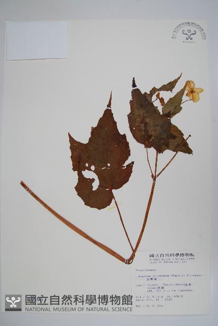 水鴨腳藏品圖，第1張