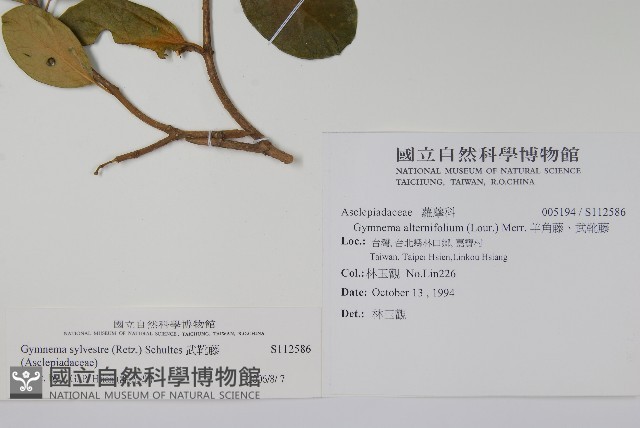 武靴藤藏品圖，第2張